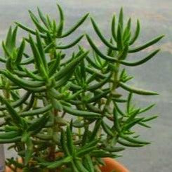 Crassula tetragona (3 Plants)