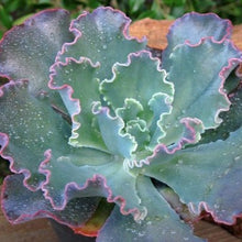 Load image into Gallery viewer, Echeveria Blue Curls (3 Plants)
