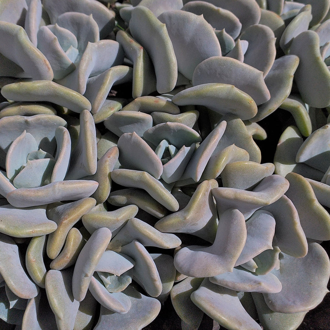 Echeveria Cubic Frost (3 Plants)
