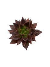 Load image into Gallery viewer, Echeveria Black Prince (3 Plants)
