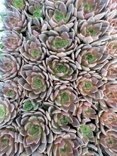 Load image into Gallery viewer, Echeveria Black Prince (3 Plants)
