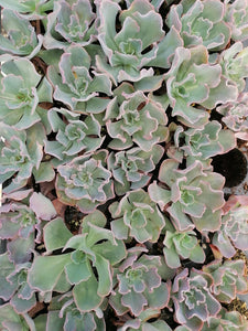 Echeveria Collection (9 Plants)