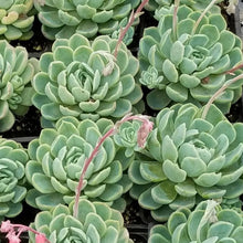 Load image into Gallery viewer, Echeveria elegans (3 Plants)
