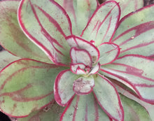 Load image into Gallery viewer, Echeveria nodulosa (3 Plants)
