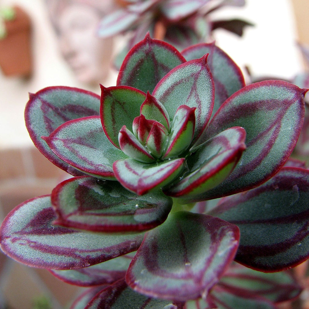 Echeveria nodulosa (3 Plants)