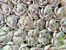 Load image into Gallery viewer, Echeveria Collection (9 Plants)
