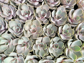 Echeveria Collection (9 Plants)