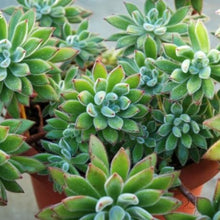 Load image into Gallery viewer, Echeveria Set Oliver (3 Plants)

