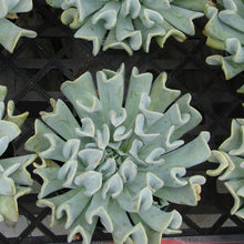 Load image into Gallery viewer, Echeveria Topsy Turvy (3 Plants)
