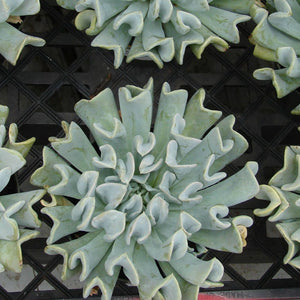Echeveria Topsy Turvy (3 Plants)