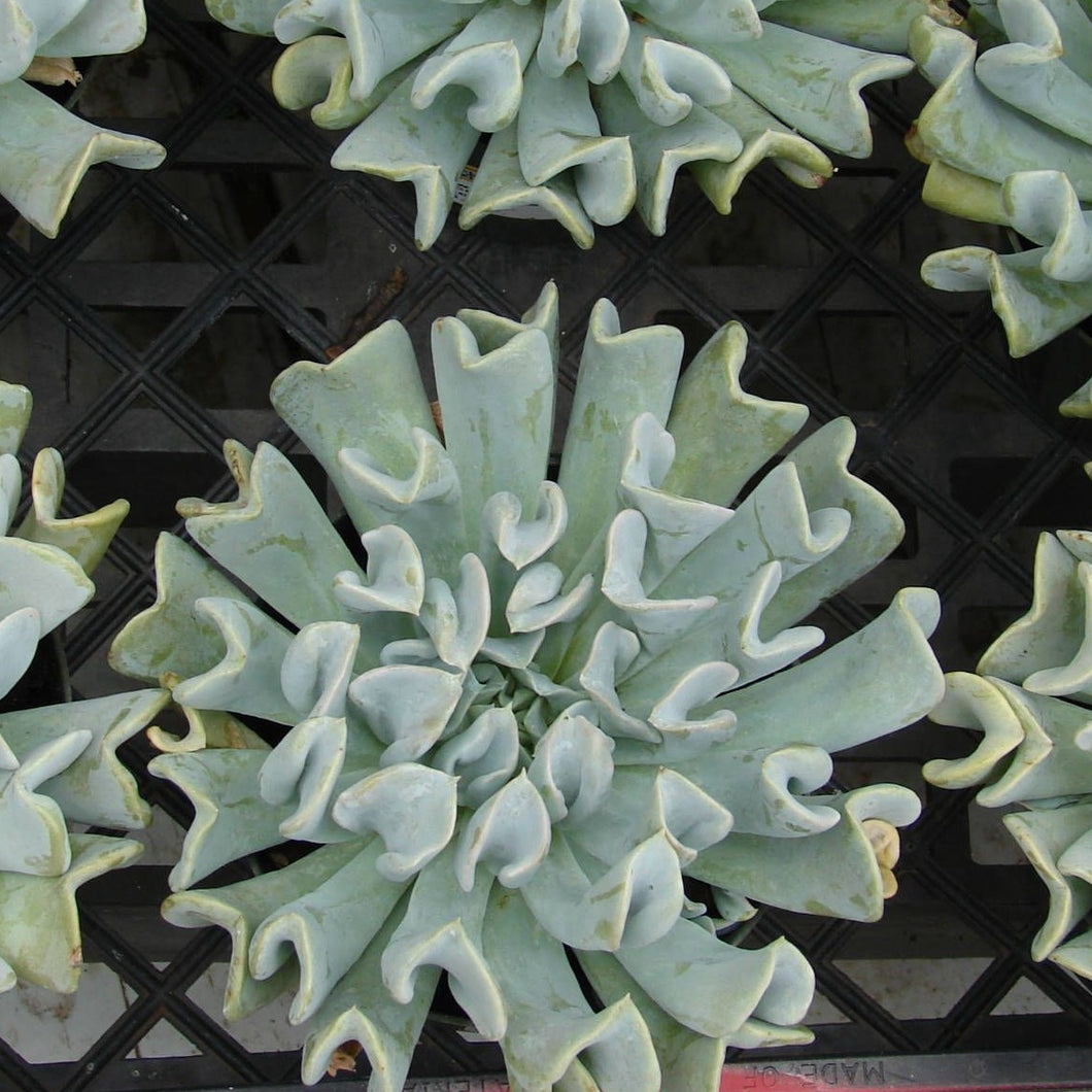 Echeveria Topsy Turvy (3 Plants)