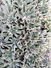 Load image into Gallery viewer, Echeveria Topsy Turvy (3 Plants)
