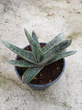 Load image into Gallery viewer, Gasteria carinata (3 Plants)
