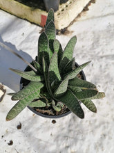 Load image into Gallery viewer, Indoor Pot Collection (9 plants)

