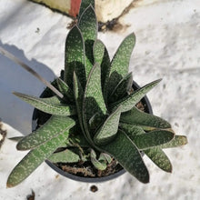 Load image into Gallery viewer, Gasteria carinata (3 Plants)
