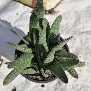 Gasteria carinata (3 Plants)