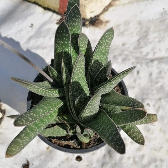 Gasteria carinata (3 Plants)