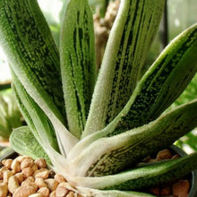 Load image into Gallery viewer, Gasteria Little Worty (3 Plants)
