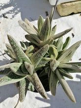Load image into Gallery viewer, Gasteria Little Worty (3 Plants)
