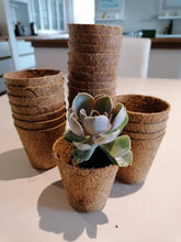 Load image into Gallery viewer, Bio-pot Gifts- Echevaria (3 Plants)
