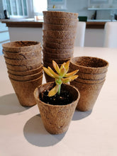 Load image into Gallery viewer, Bio-pot Gifts - Sedum (3 Plants)
