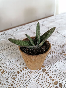 Bio-pot Gifts - Gasteria (3 Plants)