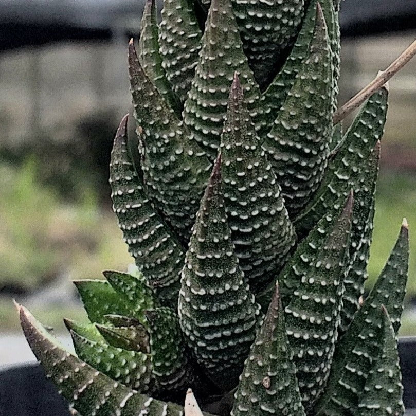 Haworthiopsis reinwardtii (3 Plants)