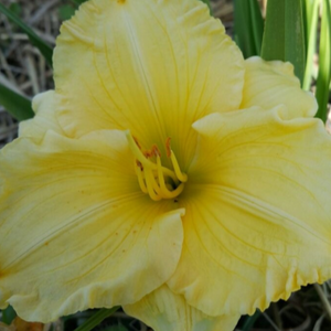 Daylily - Sunny Days