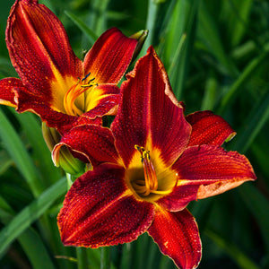 Daylily - Plantation Embers