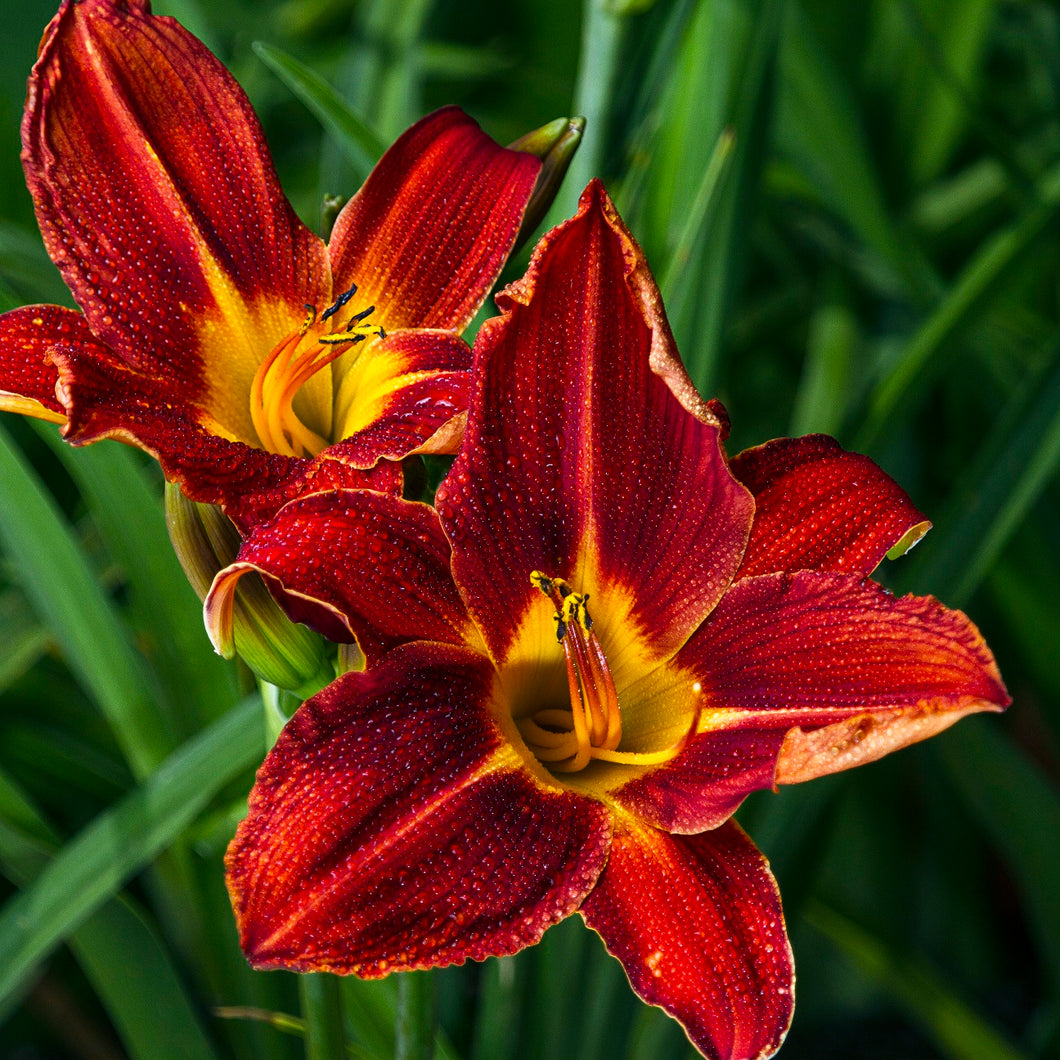 Daylily - Plantation Embers