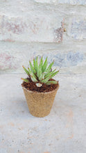 Load image into Gallery viewer, Haworthiopsis attenuata (3 Plants)
