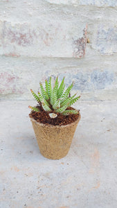 Haworthiopsis attenuata (3 Plants)