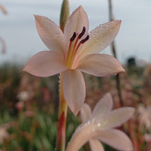 Load image into Gallery viewer, Watsonia meriana Antique (3 Bulbs)
