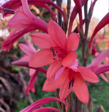Load image into Gallery viewer, Watsonia meriana Lipstick (3 Bulbs)
