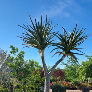 Aloe masada (1 Plant, 1m)