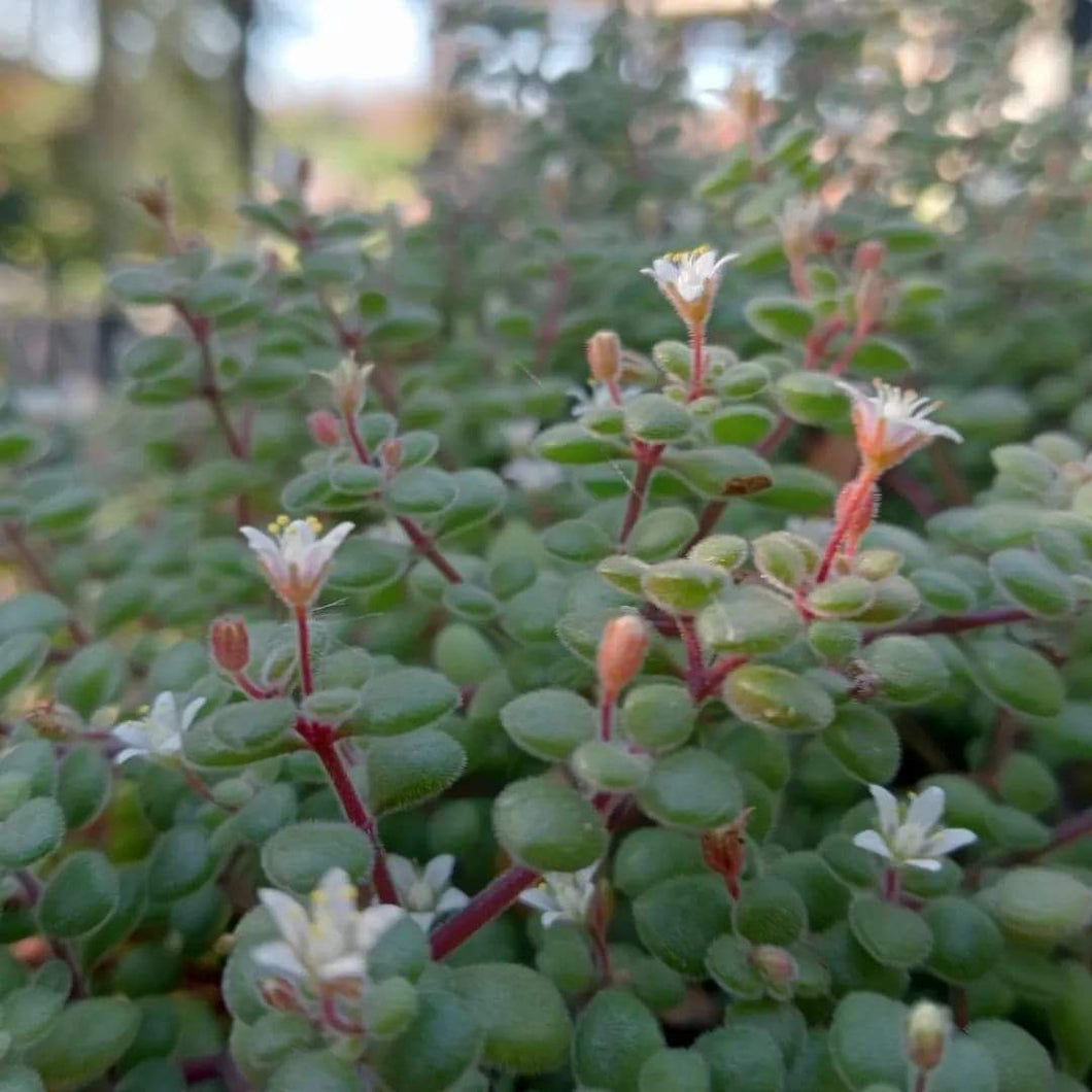 Crassula fragilis (3 Plants)