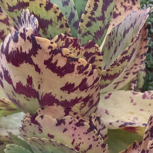 Load image into Gallery viewer, Kalanchoe marmorata (3 Plants)
