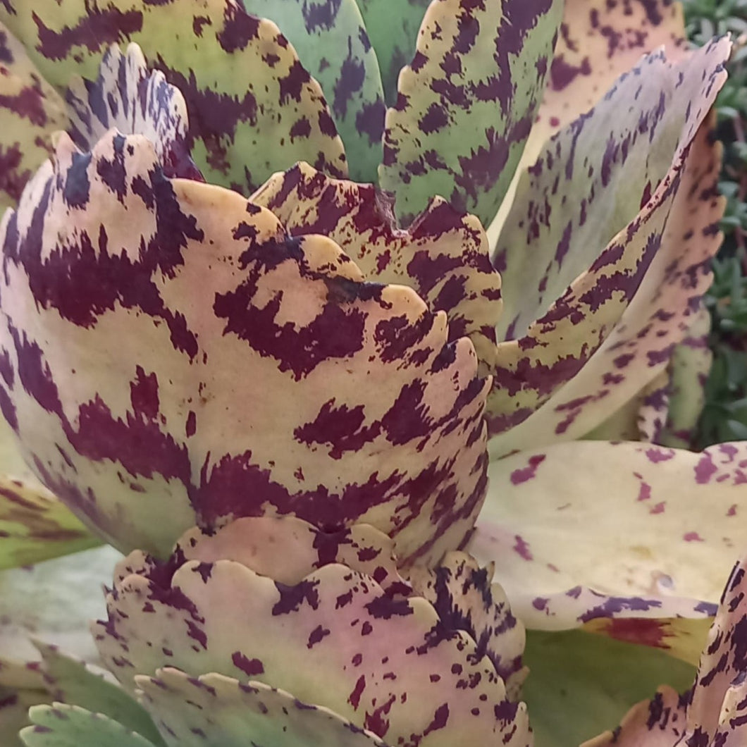 Kalanchoe marmorata (3 Plants)
