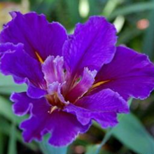 Load image into Gallery viewer, Louisiana Iris Inn Keeper
