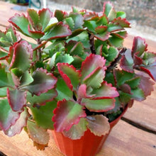Load image into Gallery viewer, Kalanchoe sexangularis (3 Plants)
