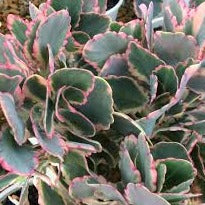 Kalanchoe fedtschenkoi variegata (3 Plants)