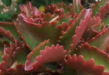 Load image into Gallery viewer, Kalanchoe sexangularis (3 Plants)
