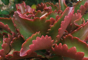 Kalanchoe sexangularis (3 Plants)