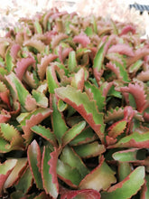 Load image into Gallery viewer, Kalanchoe sexangularis (3 Plants)
