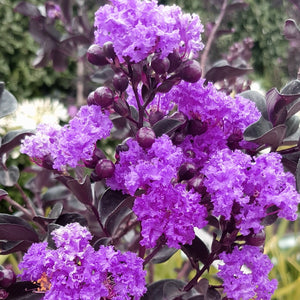 Black Diamond - Purely Purple