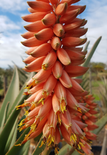 Load image into Gallery viewer, Aloe masada (1 Plant)
