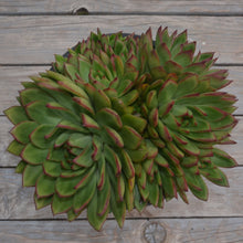 Load image into Gallery viewer, Echeveria  Green Volcano (1 Plants)

