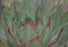 Load image into Gallery viewer, Echeveria  Green Volcano (1 Plants)
