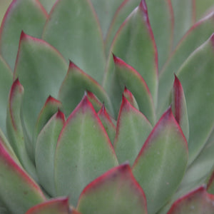 Echeveria  Green Volcano (1 Plants)