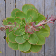Load image into Gallery viewer, Echeveria Arizona (3 Plants)
